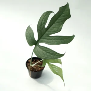 Amydrium Silver