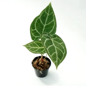 Anthurium Crystallinum