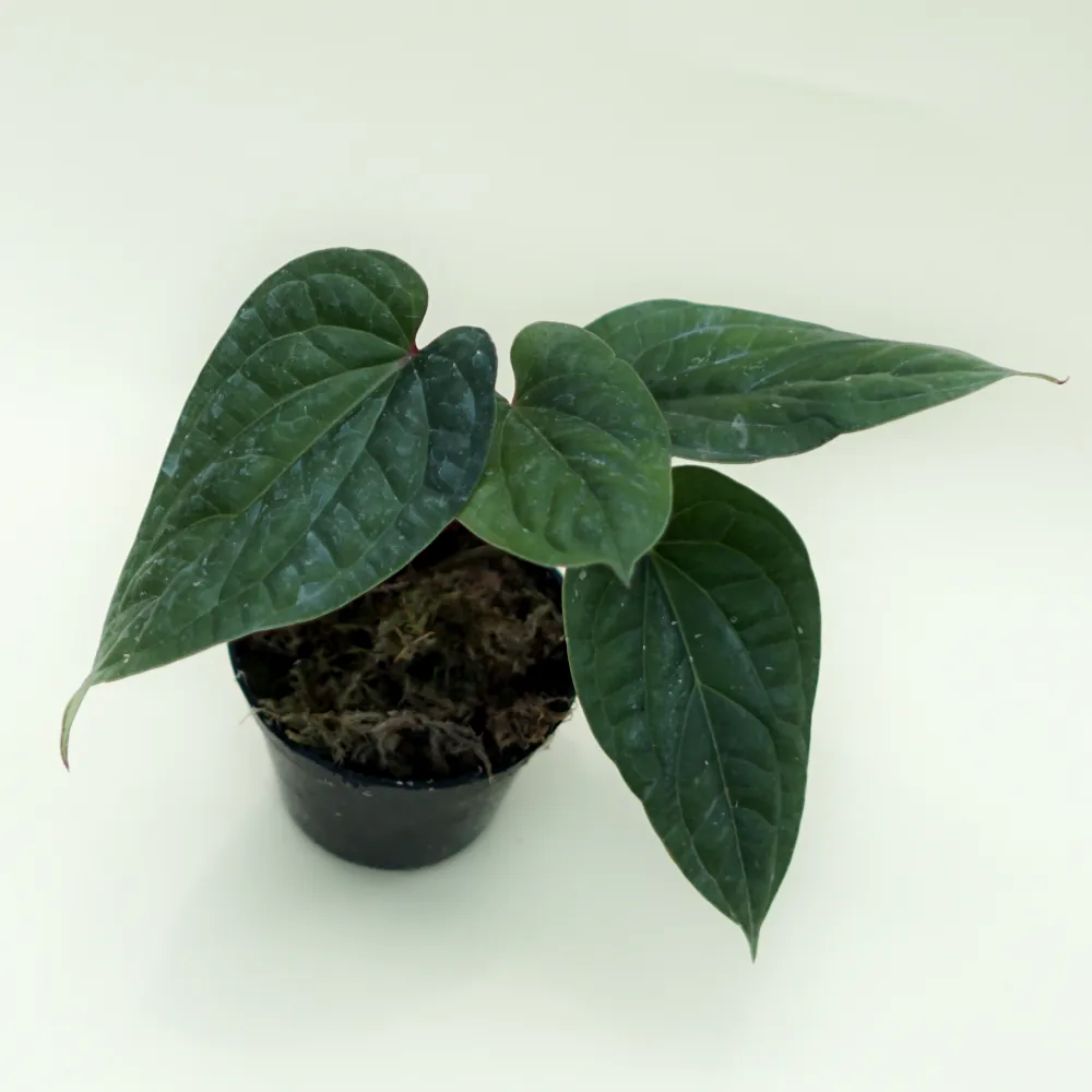 Anthurium Radicans - Plants, Herbs and Spices Shop