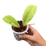 Hoya callistophylla
