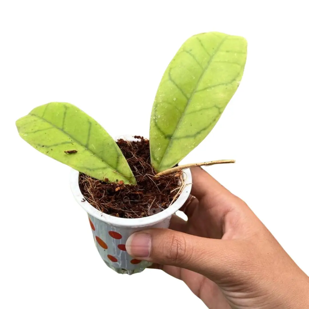 Hoya callistophylla