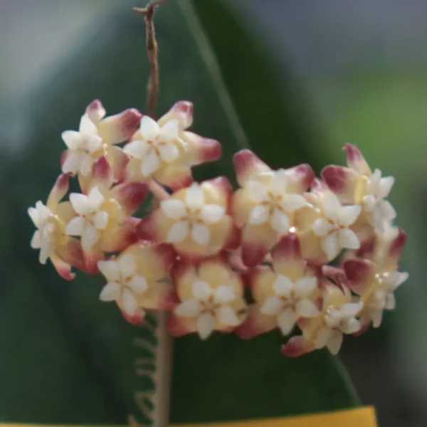 Hoya Callistophylla