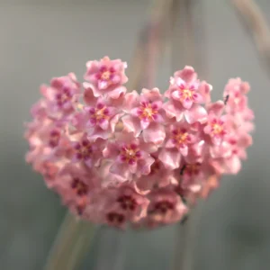 Hoya Glabra Flower
