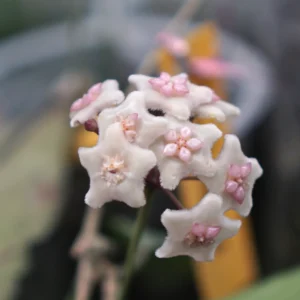 Hoya Ischnopus