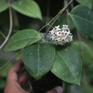Hoya Sp Sulawesi