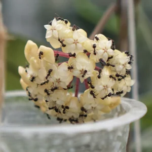 Hoya Tanggamus