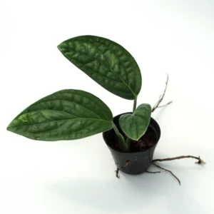 Monstera Peru