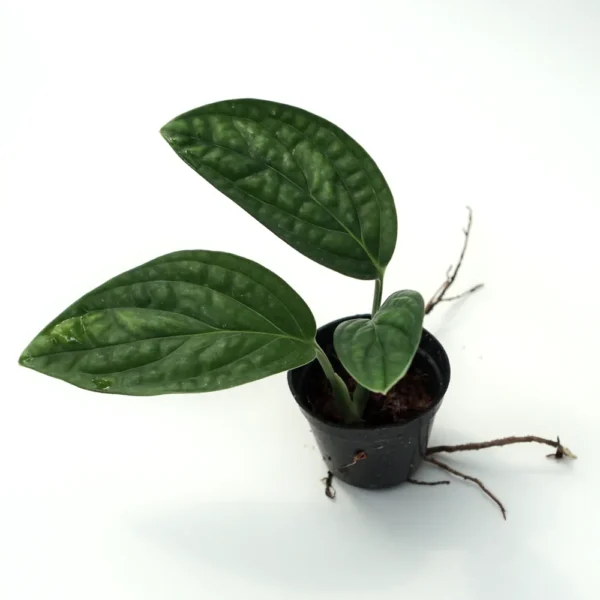 Monstera Peru