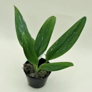 Monstera Standleyana Albo Variegated