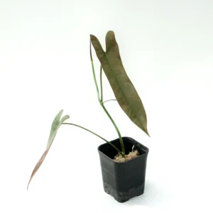 Philodendron Atabapoense