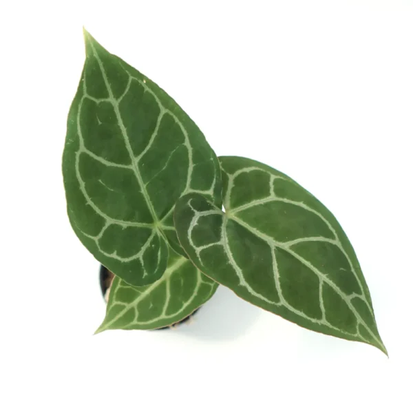 Anthurium Crystallinum for sale