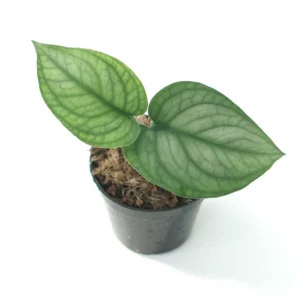 Scindapsus Lucens