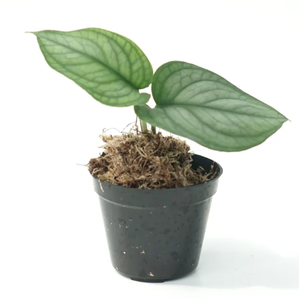Scindapsus Lucens Sale