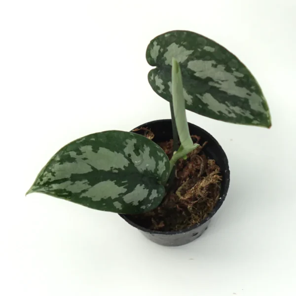 Scindapsus Pictus Exotica