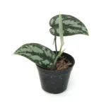 Scindapsus Pictus Exotica Grey