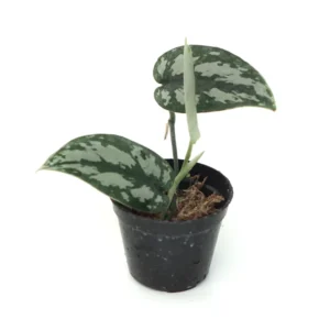 Scindapsus Pictus Exotica Grey