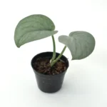 Scindapsus Silver Hero