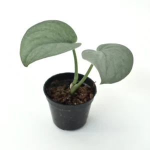 Scindapsus Silver Hero