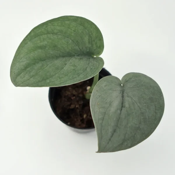 Scindapsus Silver Hero - Image 2