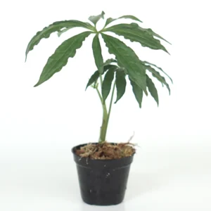 Anthurium Polyschistum 'Tweed'