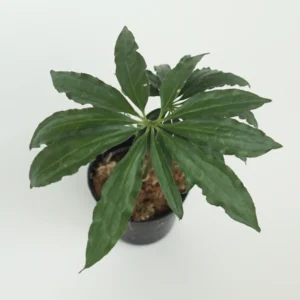 Buy Anthurium Polyschistum ‘Tweed’