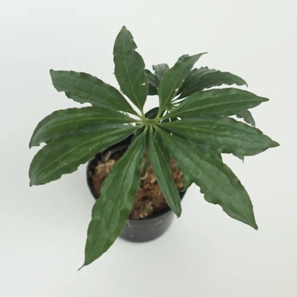 Buy Anthurium Polyschistum ‘Tweed’