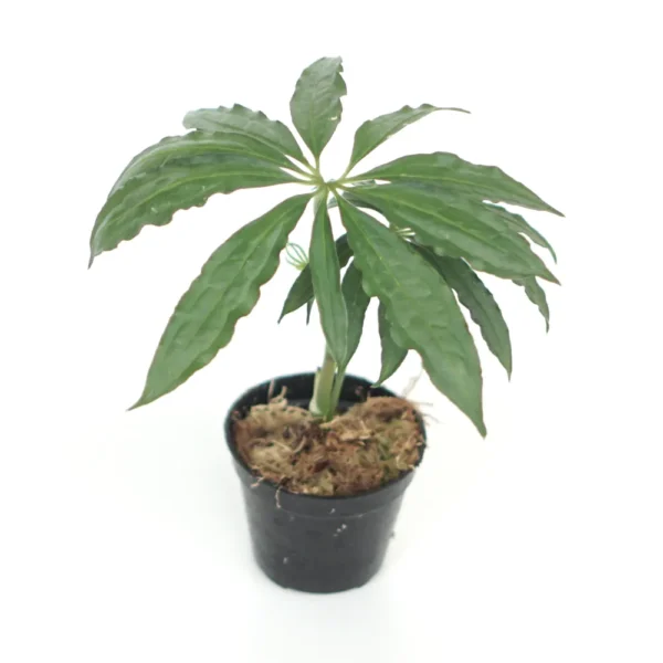 Buy Anthurium Polyschistum ‘Tweed’ for sale