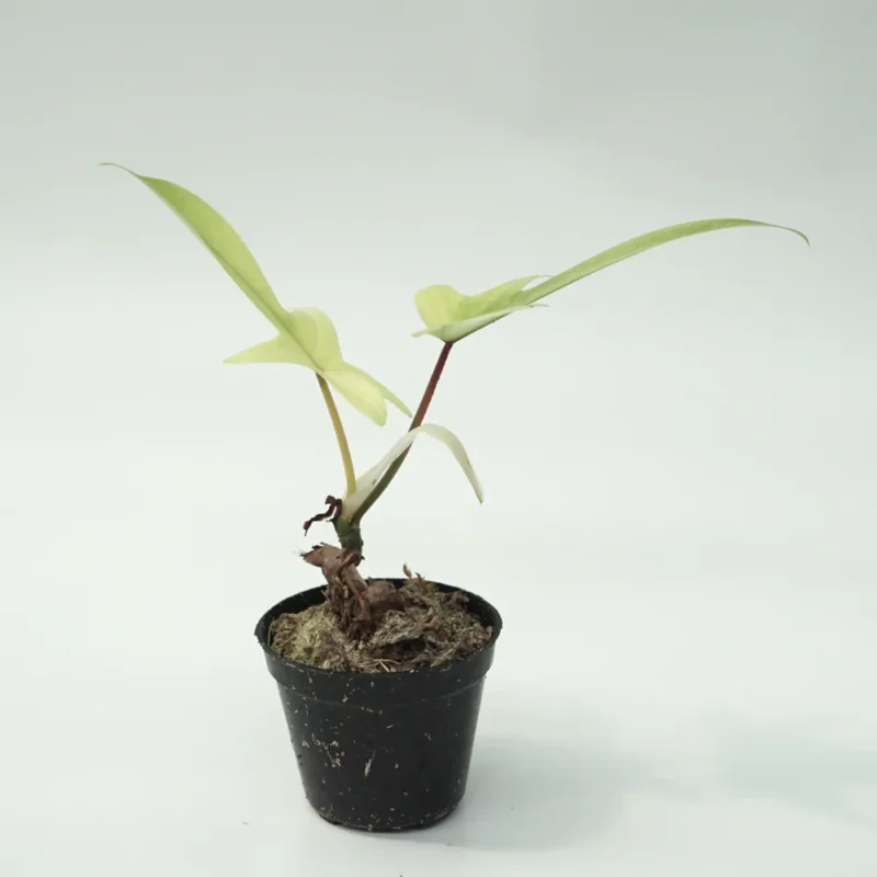 Buy Philodendron Florida Ghost