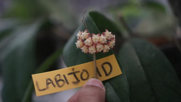 Hoya Callistophylla