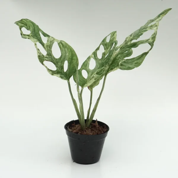 Monstera Adansonii Var