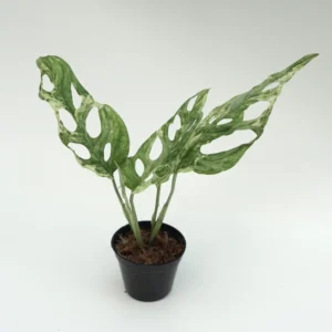 Monstera Adansonii Variegated