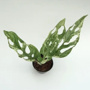 Monstera Adansonii Variegated Sale