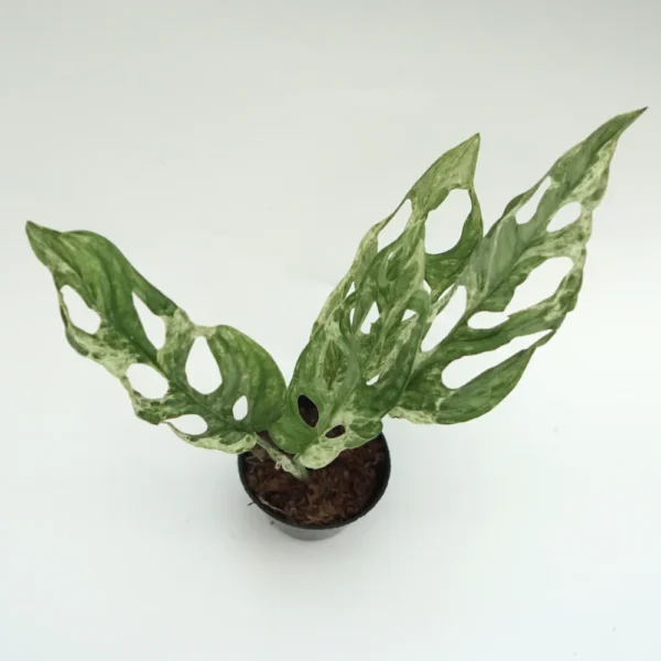 Monstera Adansonii Variegated Sale