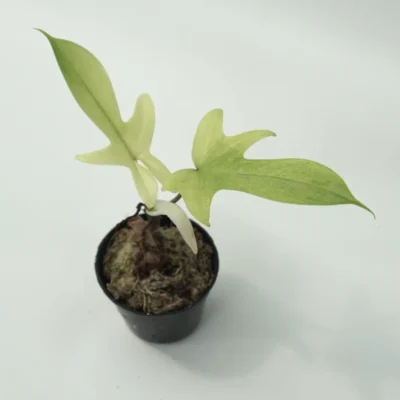 Philodendron Florida Ghost Sale