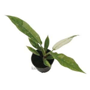 Philodendron Ring Of Fire