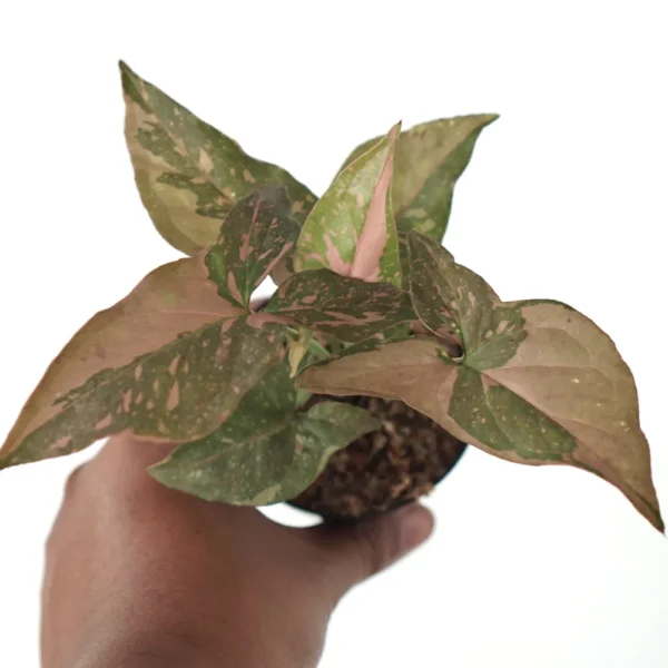 Syngonium Pink Splash - Image 2