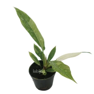 Philodendron Ring Of Fire