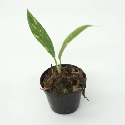 Philodendron Ring of Fire (Starter Plants)