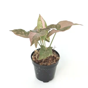 Syngonium Pink Splash