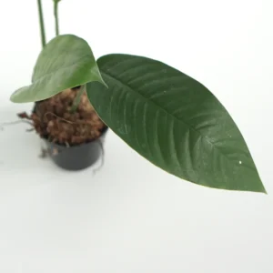 Leaves Rhaphidophora Foraminifera