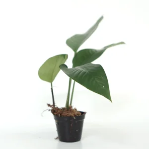 Rhaphidophora Foraminifera Sale