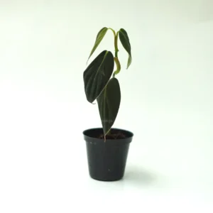 Philodendron Gigas