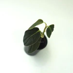 Philodendron Gigas