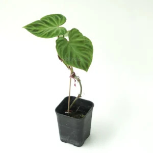 philodendron verrucosum