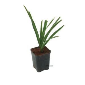 Pandanus Amaryllifolius