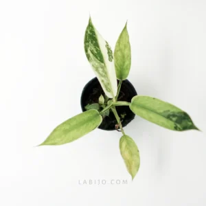 Buy Philodendron Jose Buono