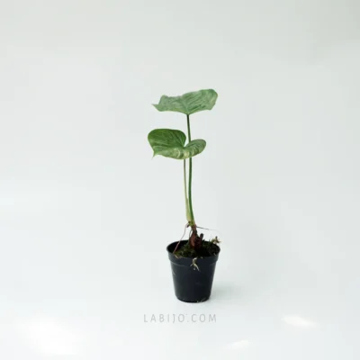 Buy Philodendron Majestic