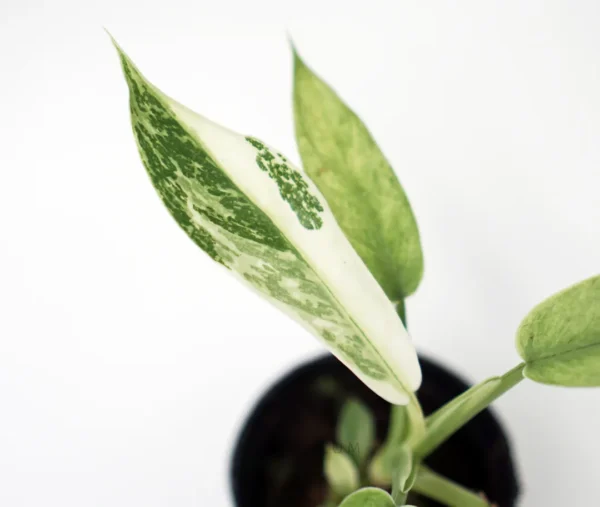 Leaves of Philodendron Jose Buono