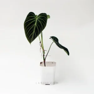 Philodendron Glorious