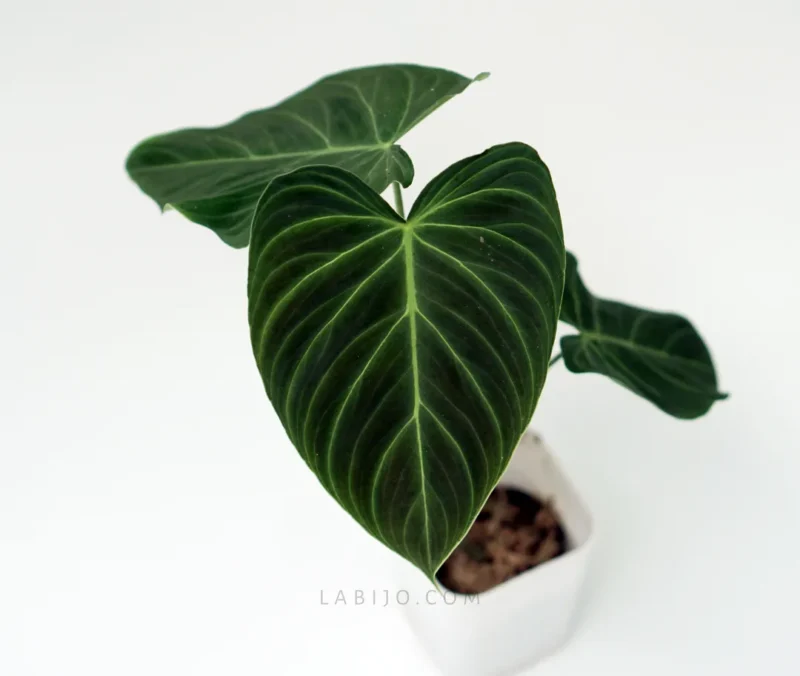 Philodendron Glorious Three Leaves